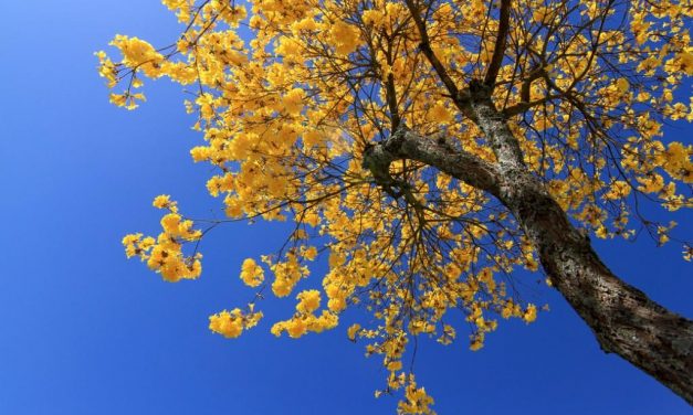 Parque de Itapevi é reflorestado