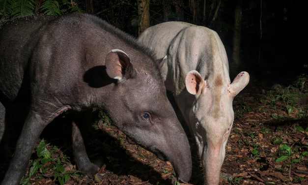 Antas albinas são encontradas no Vale do Ribeira