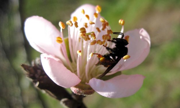 Uma homenagem às polinizadoras no Dia da Abelha