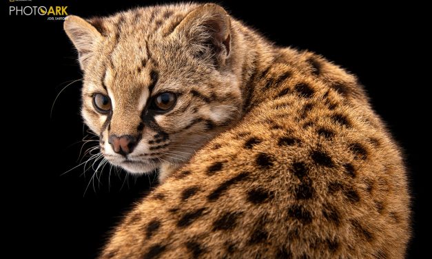 Gato-selvagem flagrado no Chile