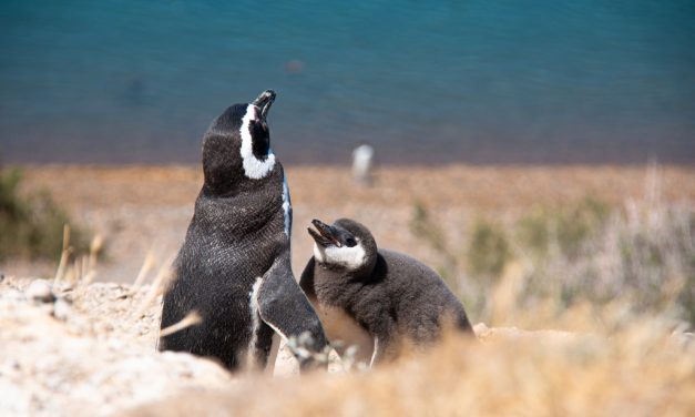 Pinguins-de-magalhães nas praias paulistas: de onde eles vêm?