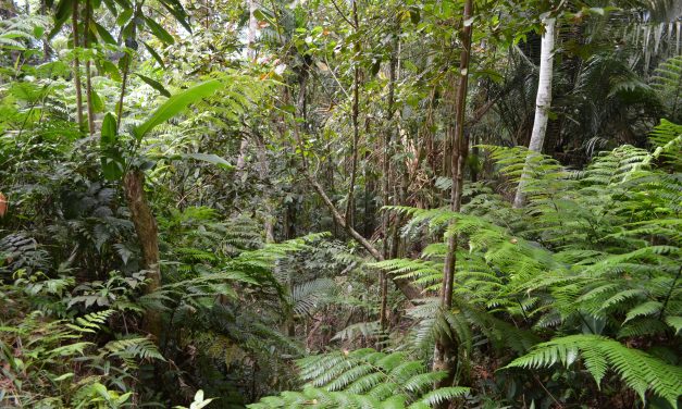 Mata Atlântica não é Amazônia, tá oquei?