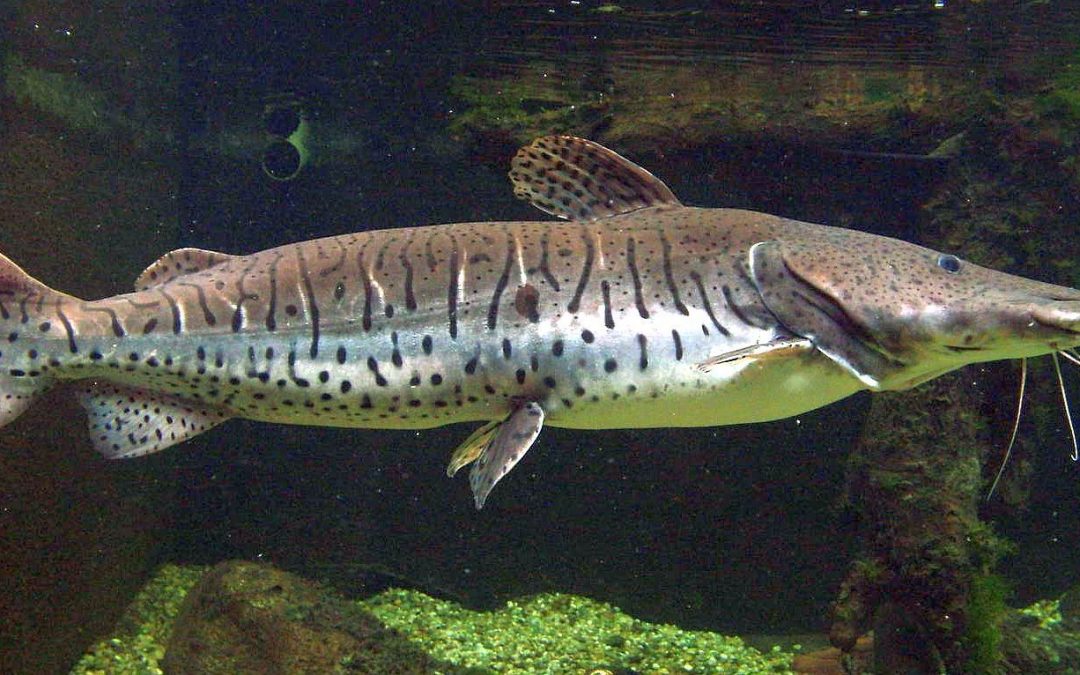 Os peixes ornamentais do Pantanal