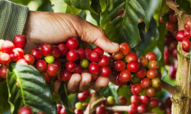 Café envelhecido não é café velho