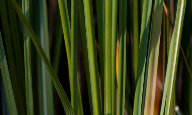 Biocombustíveis podem reduzir a mudança no clima
