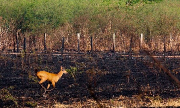 Socorro à fauna atingida pelos incêndios
