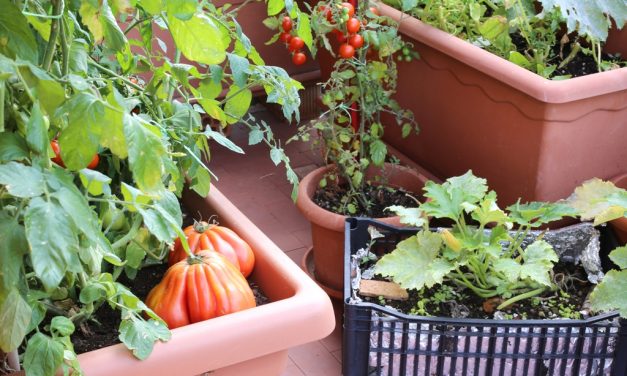 Sementes na quantidade certa para a horta caseira