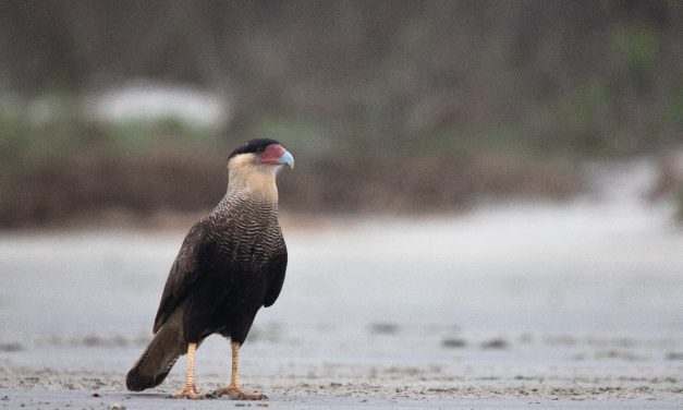 Carcará desgarrado encontrado em São Paulo