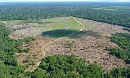 Desmatamento na Amazônia teve maior aumento em dez anos