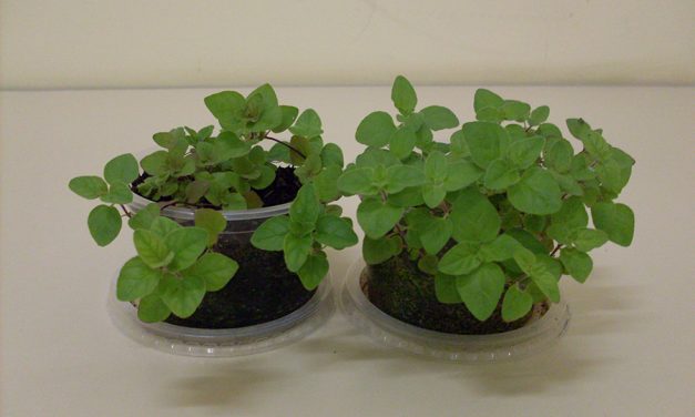 Substrato mantém mudas por três meses sem germinar