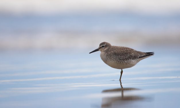 Projeto protege aves em Peruíbe