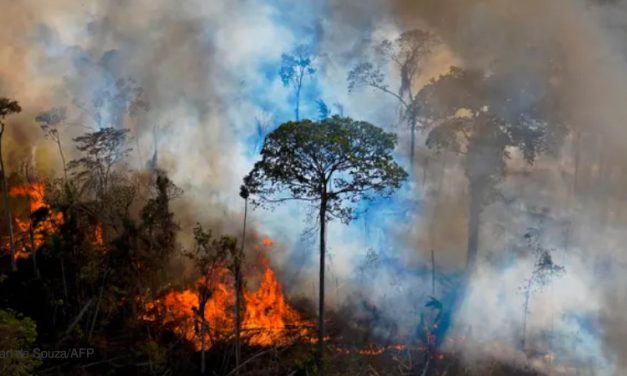 Degradação da floresta amazônica pode ser definitiva