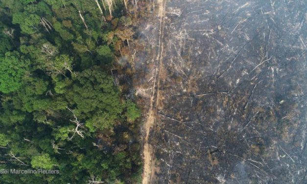 Em um mês, mais de 1000 km² desmatados