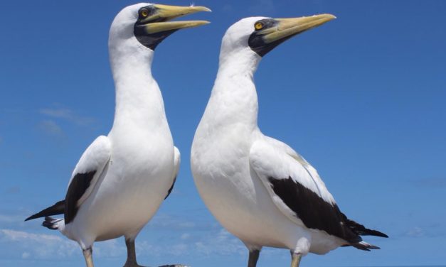 Abrolhos, o paraíso das aves