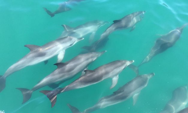 Golfinho do Atlântico