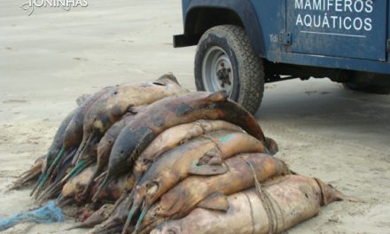 Mundo joga fora 40% do que pesca
