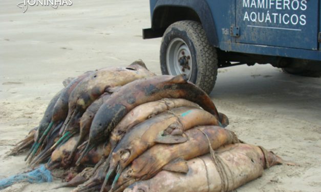 Mundo joga fora 40% do que pesca