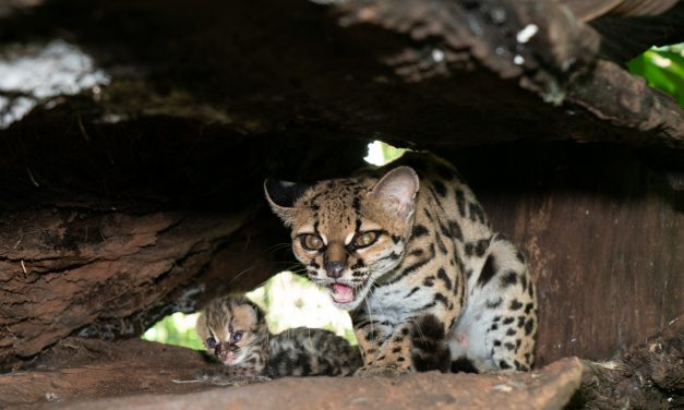 Gato-maracajá nasce no Refúgio Biológico de Itaipu