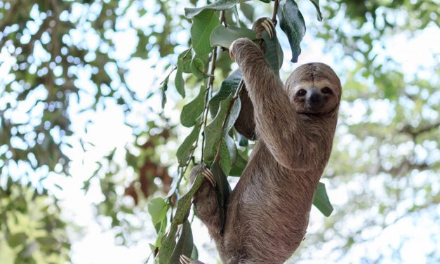 Bicho-preguiça é devolvido à mata no Rodoanel