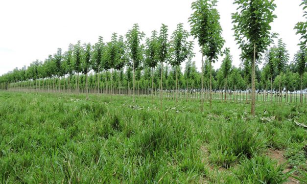 Plantio de árvores gera retorno de até 28,4%