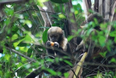 Caça afeta o comportamento de macacos