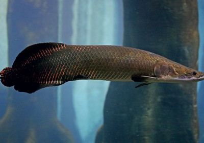 Uma delícia de peixe, mas só se for certificado