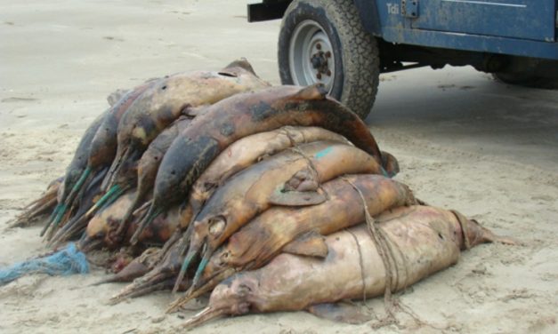 Captura acidental põe 40% da pesca no lixo