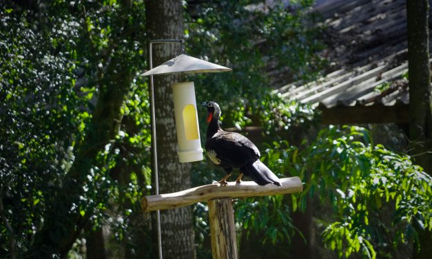Klabin e Vitor Fasano em parceria para salvar jacutingas