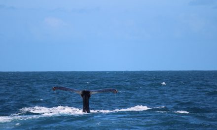 Preservando e se encantando com as baleias de Ilhabela