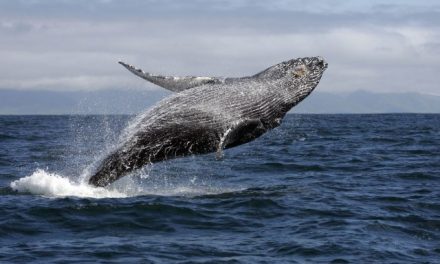 Acidente com baleia afunda barco na Bahia