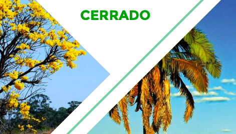 Cerrado perdeu metade da vegetação nativa