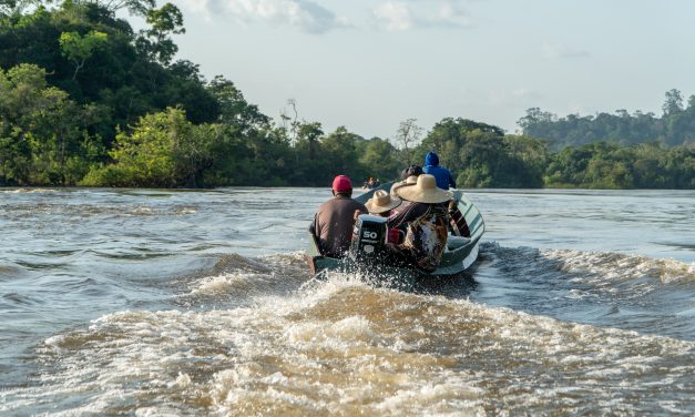 Em busca da maior árvore do Brasil