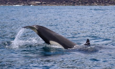 Orcas são avistadas no litoral Norte de São Paulo