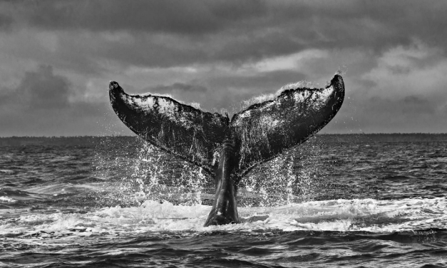 Informações sobre Cultura Oceânica