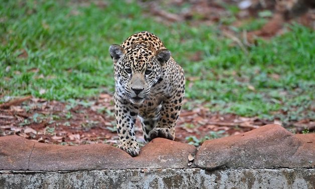 Do Pará para SP para ajudar na conservação da espécie