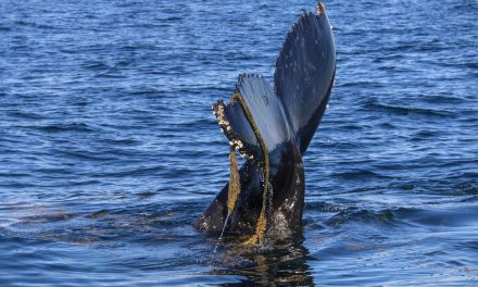 Captura acidental mata 300 mil baleias e golfinhos por ano