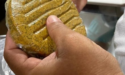 Embrapa desenvolve hambúrguer de coco babaçu