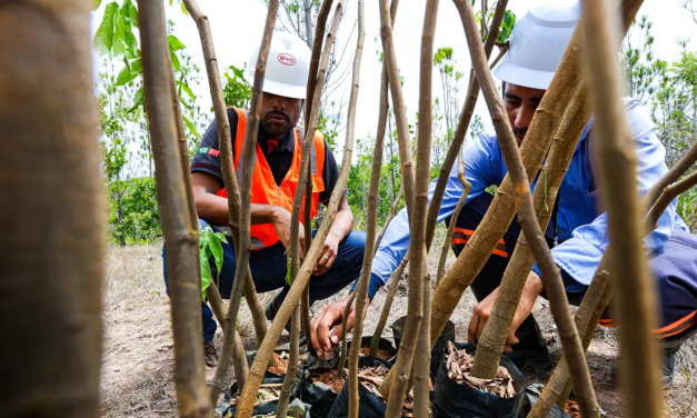 Chinesa BYD vai plantar mudas na fábrica da Bahia