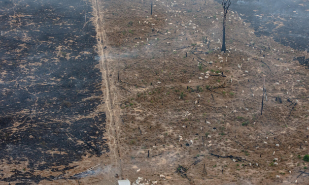 Desmatamento cresce 27% no semestre