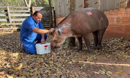 Vítima de incêndio, anta é resgatada no Pontal do Parapanema