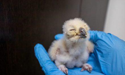 Corujas-águias, os novos habitantes do Zoológico paulistano