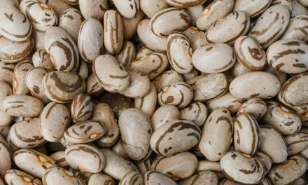 Feijão carioca, 60 anos na base na mesa dos brasileiros