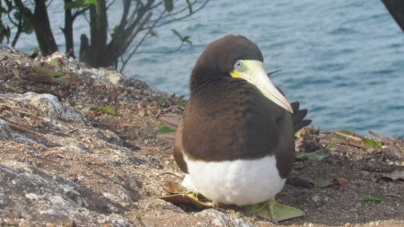 Estudo encontra poluentes tóxicos em aves marinhas