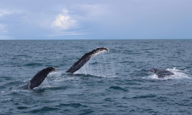 Tratado do Alto-Mar cria marco global para proteção ambiental