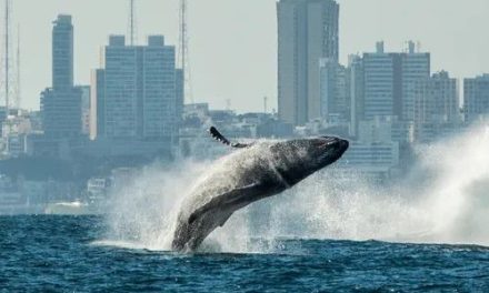 Quando uma baleia é morta, o mar respira menos