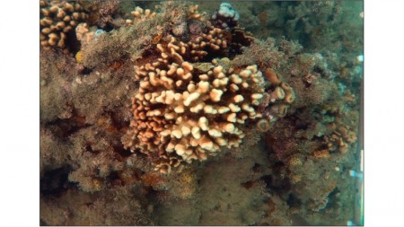 Estudo aponta extinção silenciosa de corais-de-fogo no Brasil