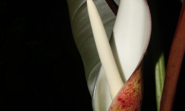 Nova espécie de planta não comestivel é identificada na Mata Atlântica