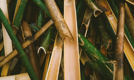 Bioplástico de bambu surge como alternativa sustentável