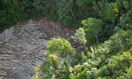 Justiça determina recuperação de área desmatada