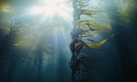 Hyundai quer dar visibilidade às florestas marinhas